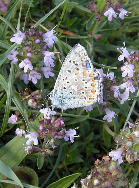 Lysandra bellargus?